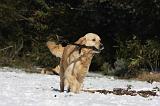 GOLDEN RETRIEVER 788